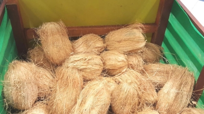 தேங்காய் அனாவசிய விலை உயர்வு?