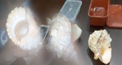 சங்குகளுடன் 4 பேர் கைது