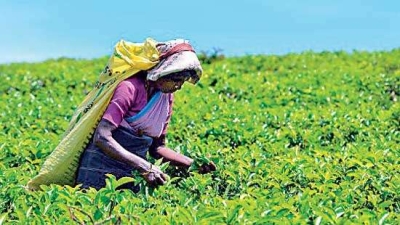 தோட்டத் தொழிலாளர்களின் நாள் சம்பளம் 3000 ரூபாவாக அதிகரிக்கப்பட வேண்டும்