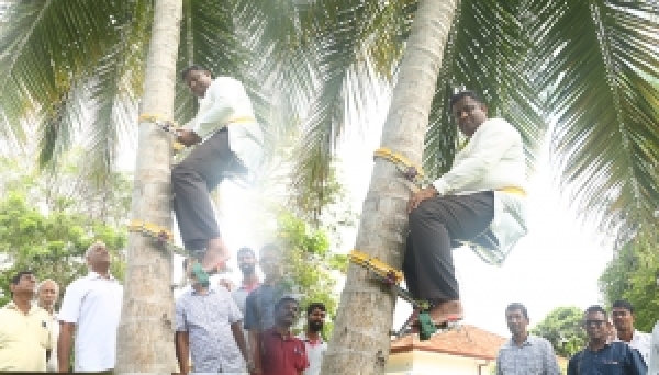 தேங்காய் மரமேறிய இராஜாங்க அமைச்சர் (வீடியோ)