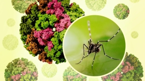 டெங்கு மற்றும் சிக்குன்குனியா நோய்கள் பரவல் அதிகரிப்பு