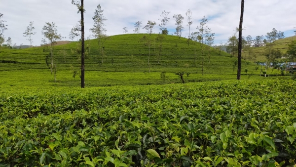 தினசரி ஊதியமாக ஆயிரம் ரூபா வழங்கப்பட வேண்டும் என்ற வர்த்தமானி அறிவித்தலுக்கு பெருந்தோட்டத் தொழிலாளர்கள் வரவேற்பை வெளியிட்டுள்ளனர்.