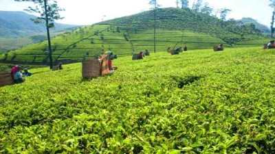 தேயிலை தோட்டங்களை மீண்டும் பெருந்தோட்ட கம்பனிகளுக்கே குத்தகைக்கு வழங்க முடிவு