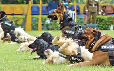 பாடசாலைகளுக்குள் செல்ல பொலிஸ் நாய்களுக்கு அனுமதி!