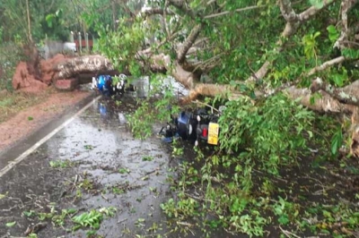 Two people were killed when a tree fell on them