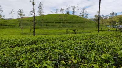 தோட்ட தொழிலாளர்களின் ஊதிய விவகாரம் - பெருந்தோட்ட நிறுவனங்களின் கோரிக்கை நிராகரிப்பு