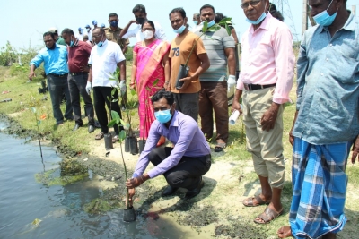 தேசிய மரநடுகை தினத்தினை முன்னிட்டு மட்டக்களப்பில் கண்டல் தாவர மர நடுகை நிகழ்வு