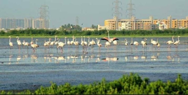 சதுப்பு நிலம்