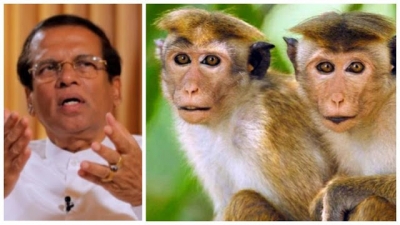 நாட்டில் குரங்குகள் அதிகரிப்பு