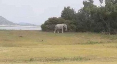 இந்திரனின் வாகனம் இலங்கையில் சிக்கியது