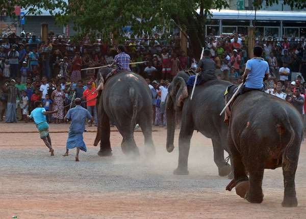 யானை குழப்பம்- 17 பேர் காயம்