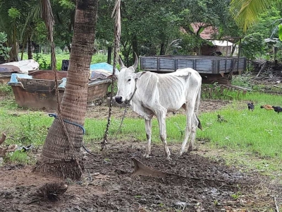 மாடுகளுக்கிடையே பரவும் புதிய வகை வைரஸ்